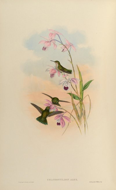 Chlorostilbon alice door John Gould